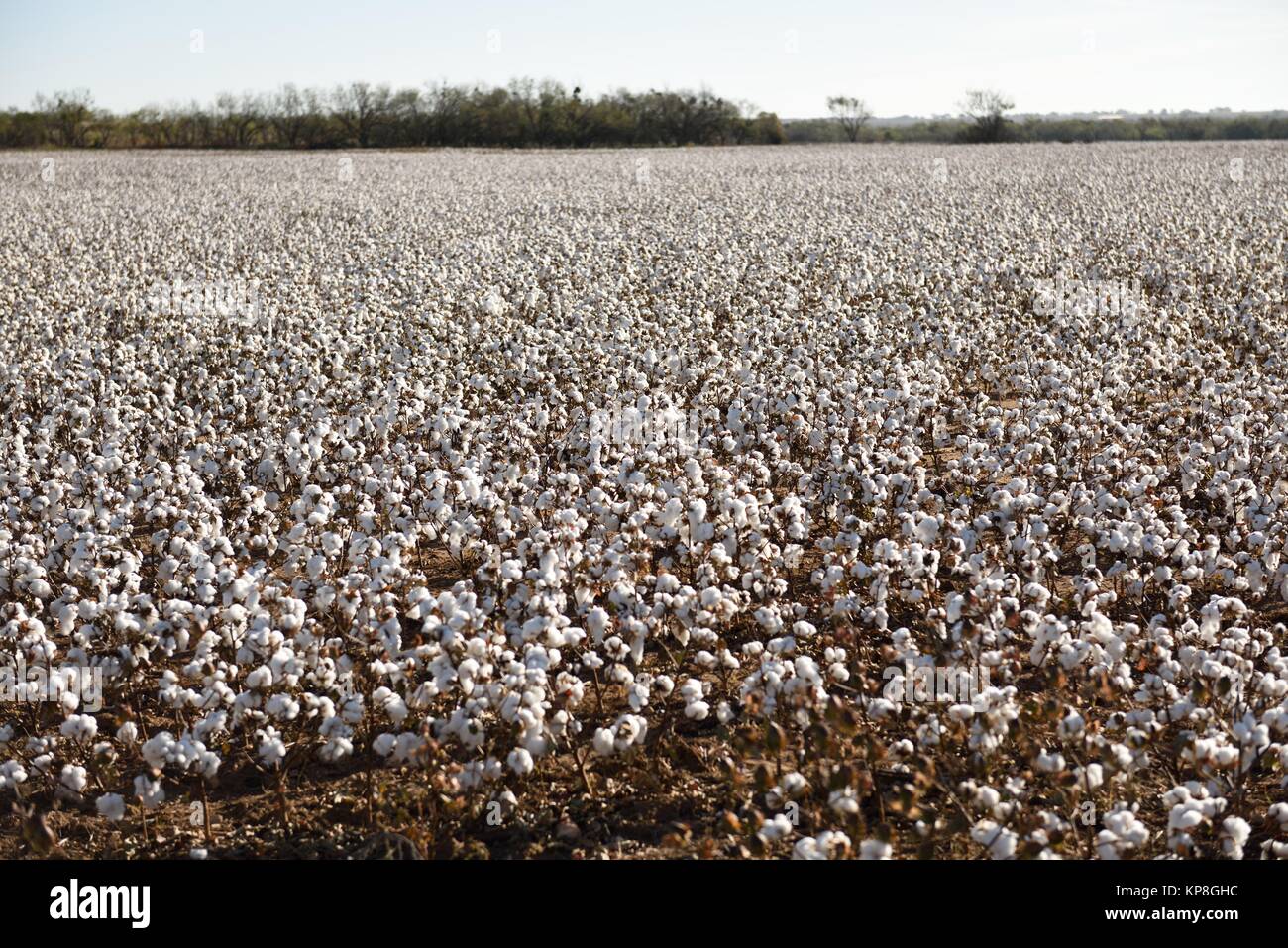 Industrial cotton production, a large field of raw white cotton plants
