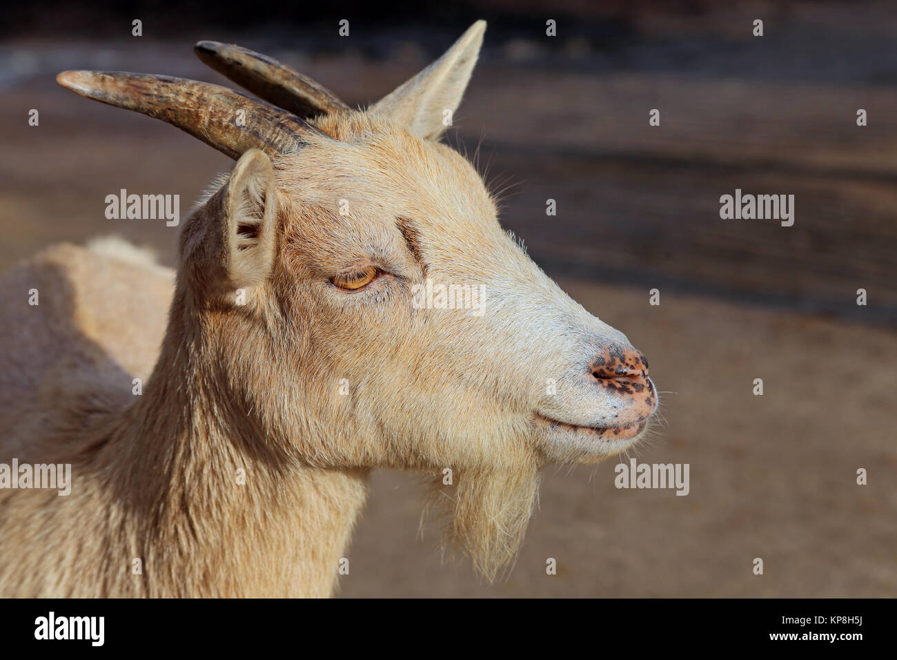 Goat on farm Stock Photo