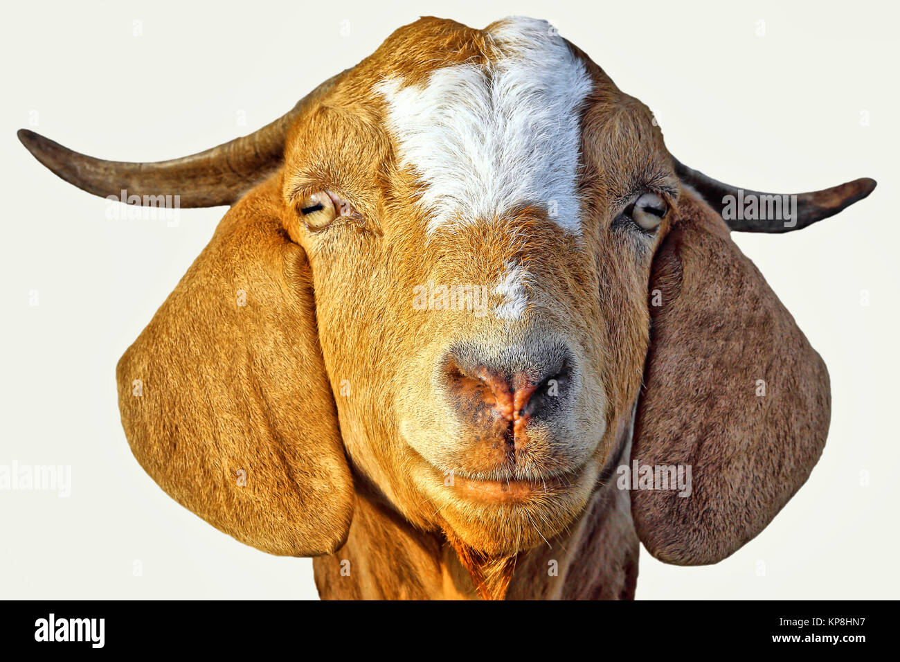 Boer goat Stock Photo