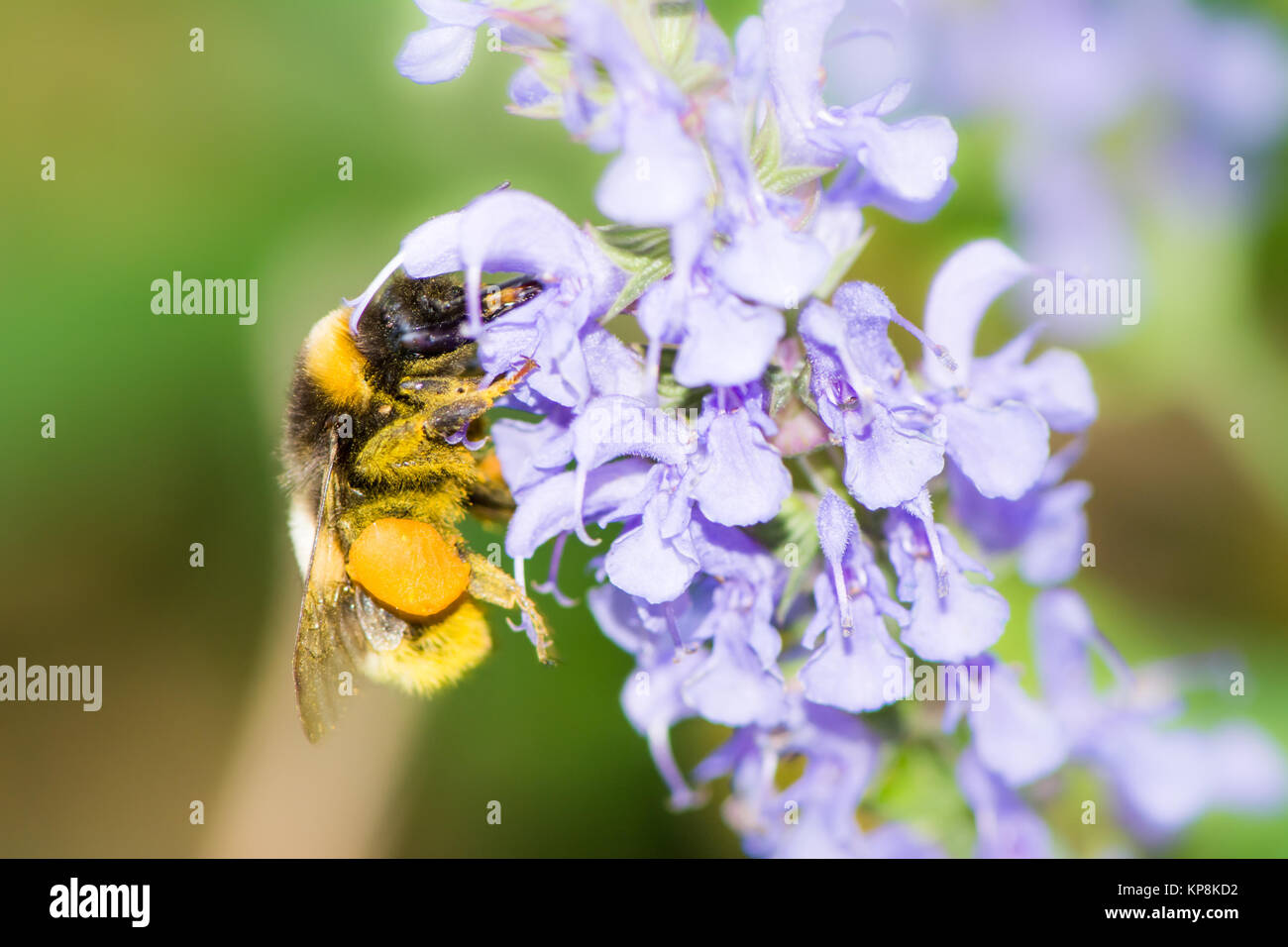 Bumblebee collecting nectar Stock Photo