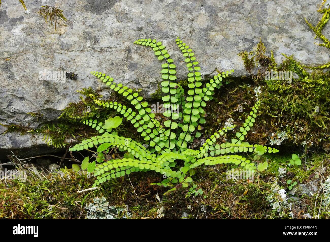 Brauner Streifenfarn maidenhair spleenwort 01 Stock Photo Alamy