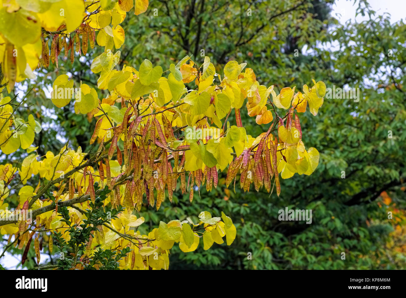 Judasbaum im Herbst - Judas tree in autumn, indian summer Stock Photo