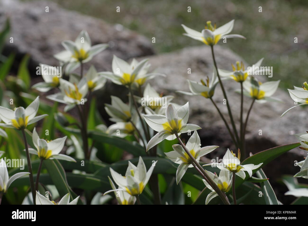 Wildtulpe Tulipa Turkestanica - Wild Tulip Tulipa Turkestanica 03 Stock 