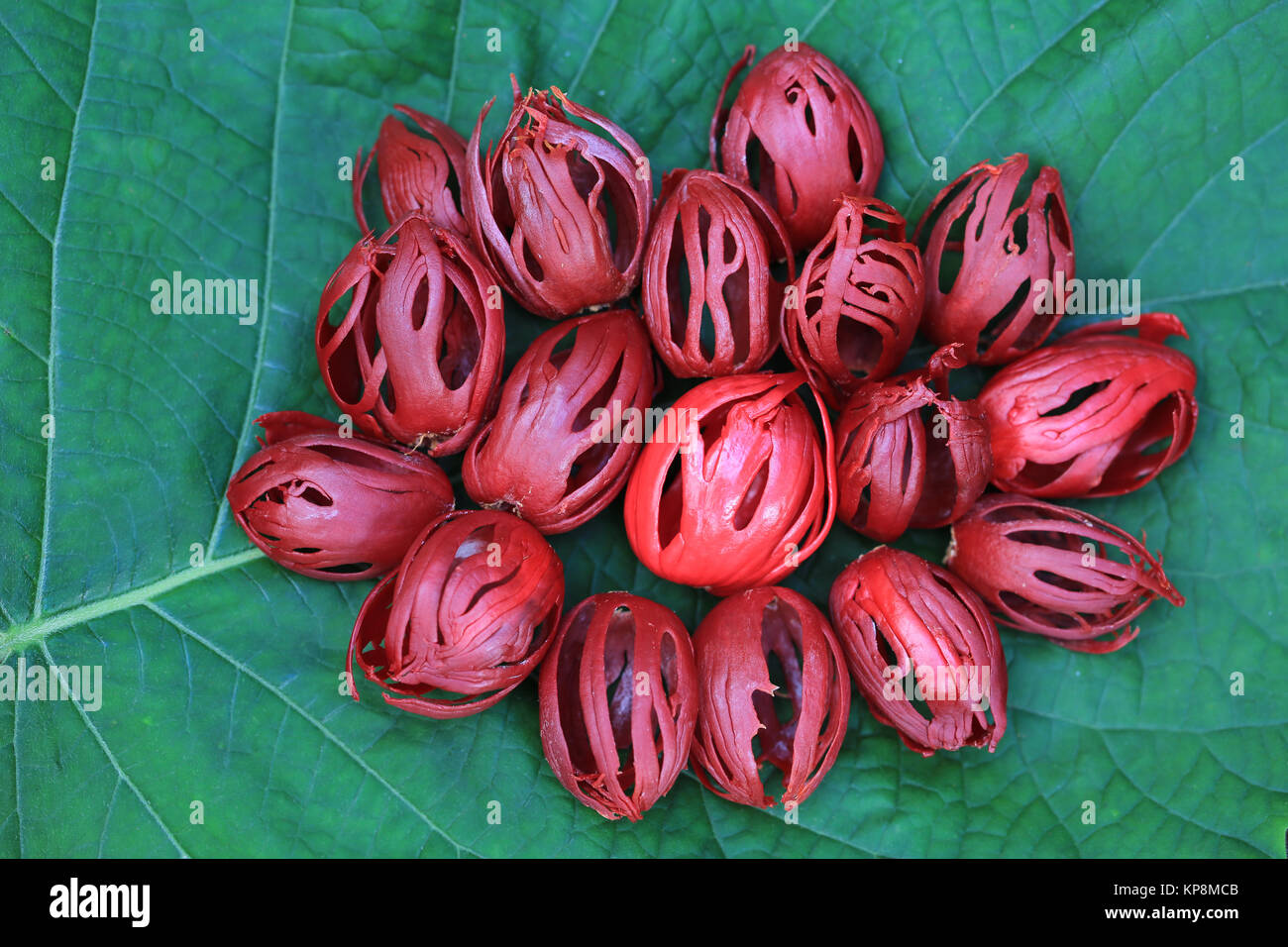 Fresh whole mace from nutmeg on tropical leaf background Stock Photo