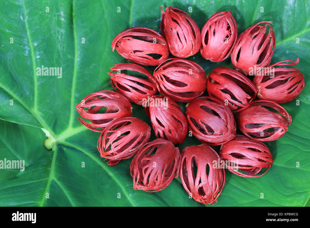 Mace myristica fragrans hires stock photography and images Alamy
