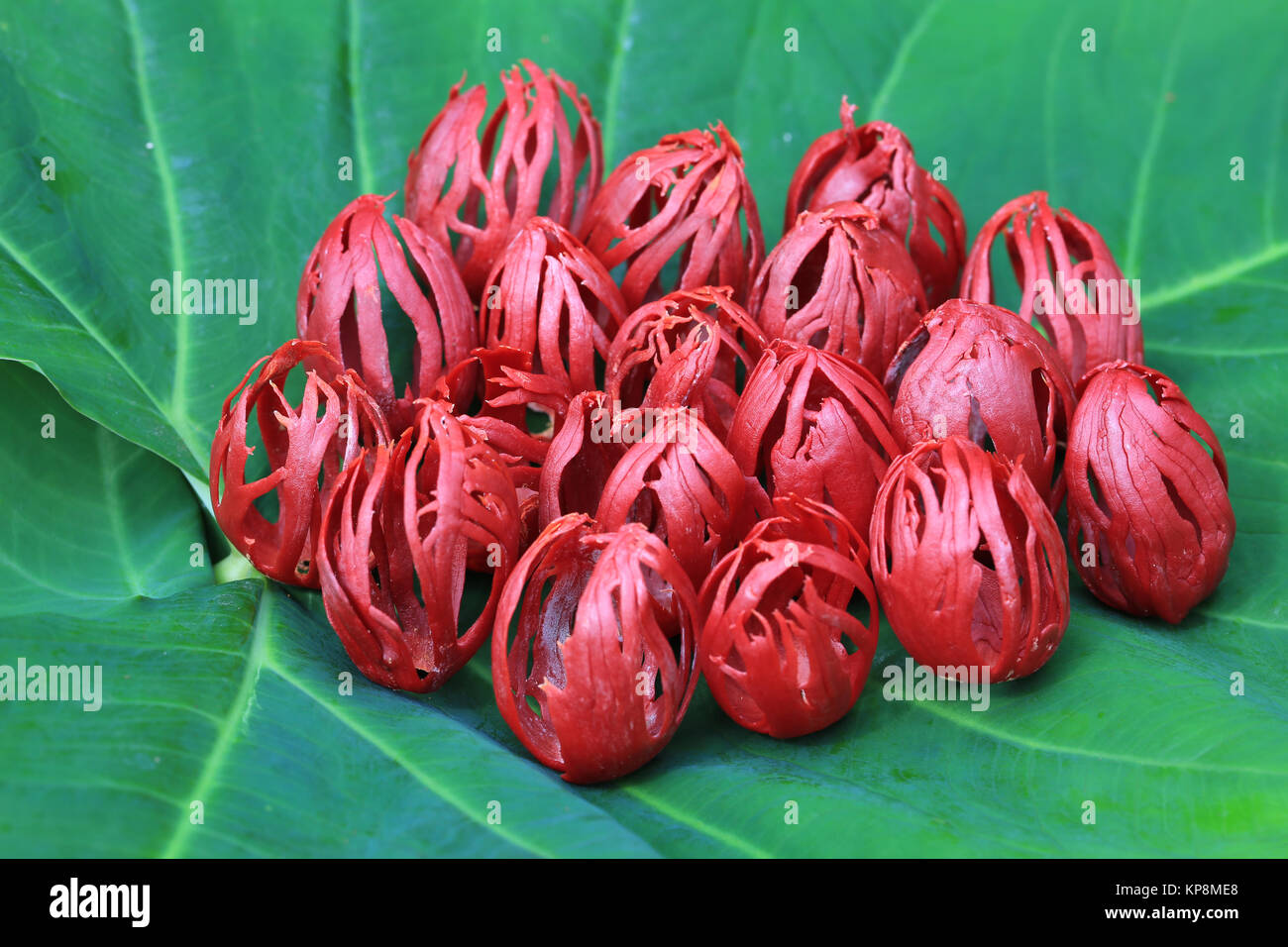 Fresh whole mace from nutmeg on tropical leaf background Stock Photo