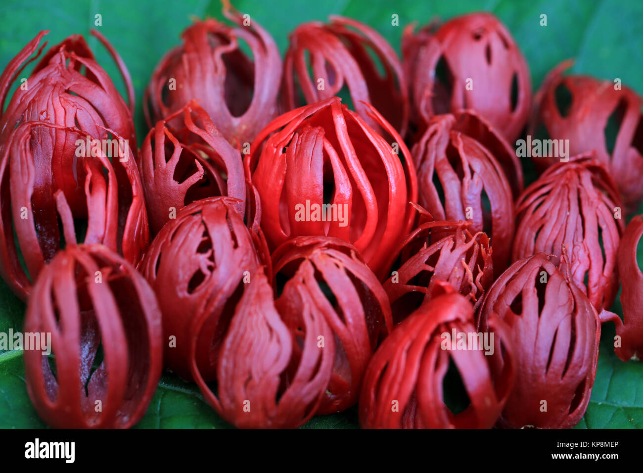Fresh whole mace from nutmeg on tropical leaf background Stock Photo