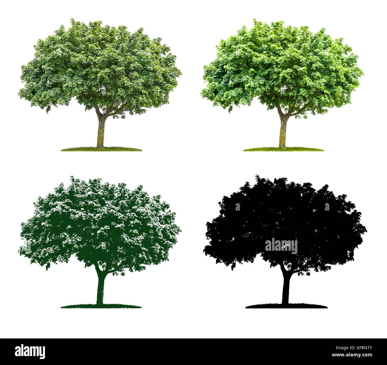 Baum in vier unterschiedlichen Illustrationstechniken - Ahorn Stock Photo