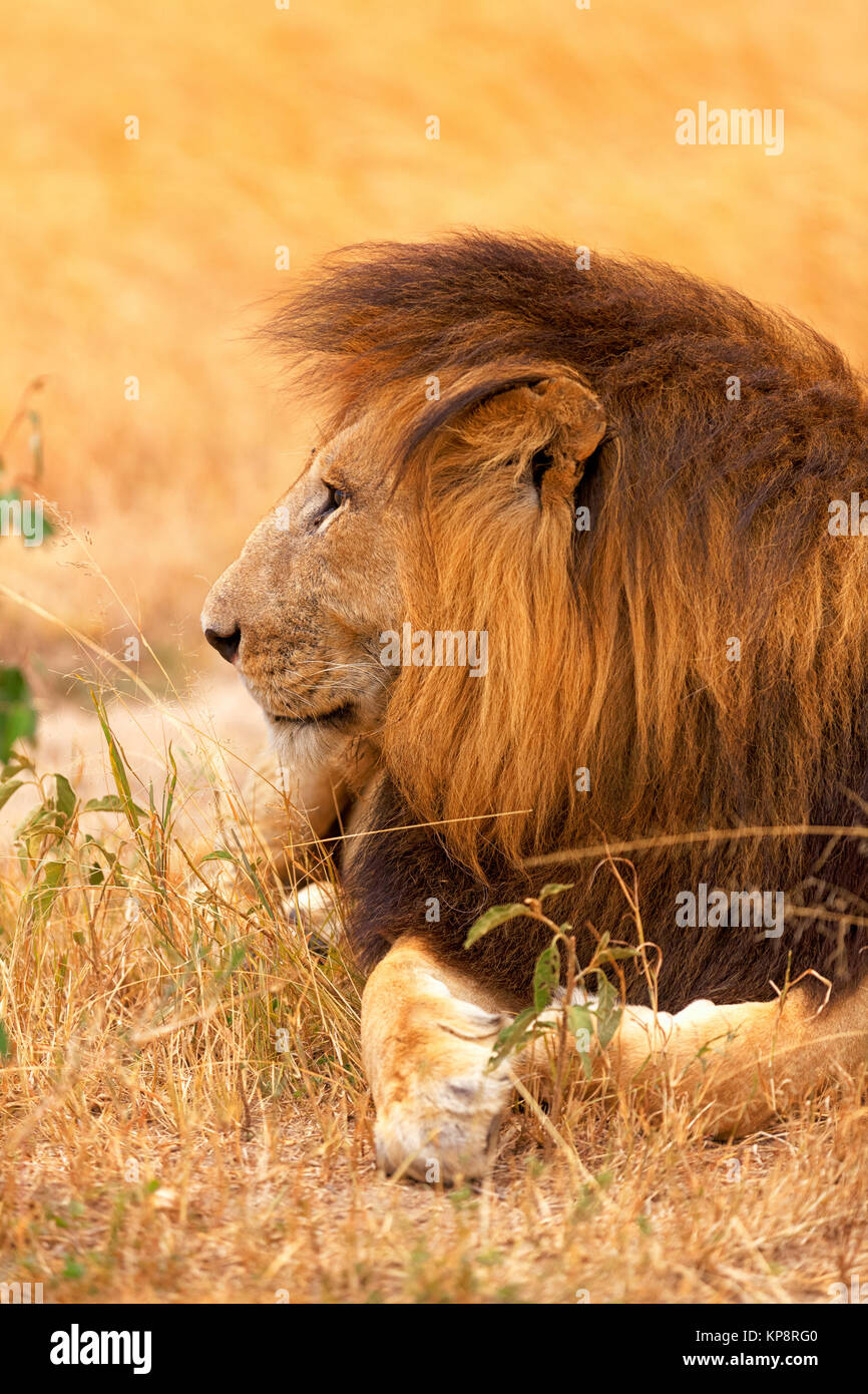 Male lion in Masai Mara,Male lion in Masai Mara,Male lion in Masai Mara,Male lion in Masai Mara,Male lion in Masai Mara,Male lion in Masai Mara,Male lion in Masai Mara,Male lion in Masai Mara Stock Photo