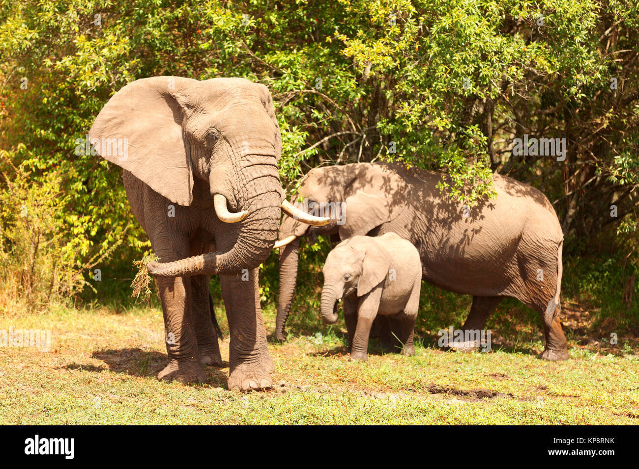 Elephants in Masai Mara Stock Photo