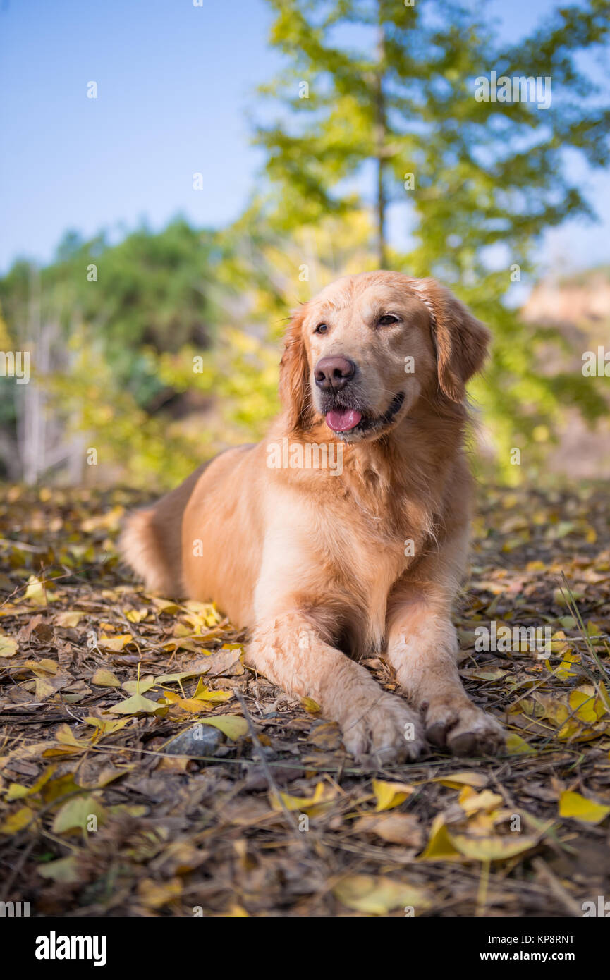 Golden Retriever to lie on the ground Stock Photo - Alamy