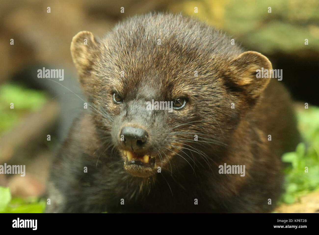 A Fisher giving a low growl. Stock Photo