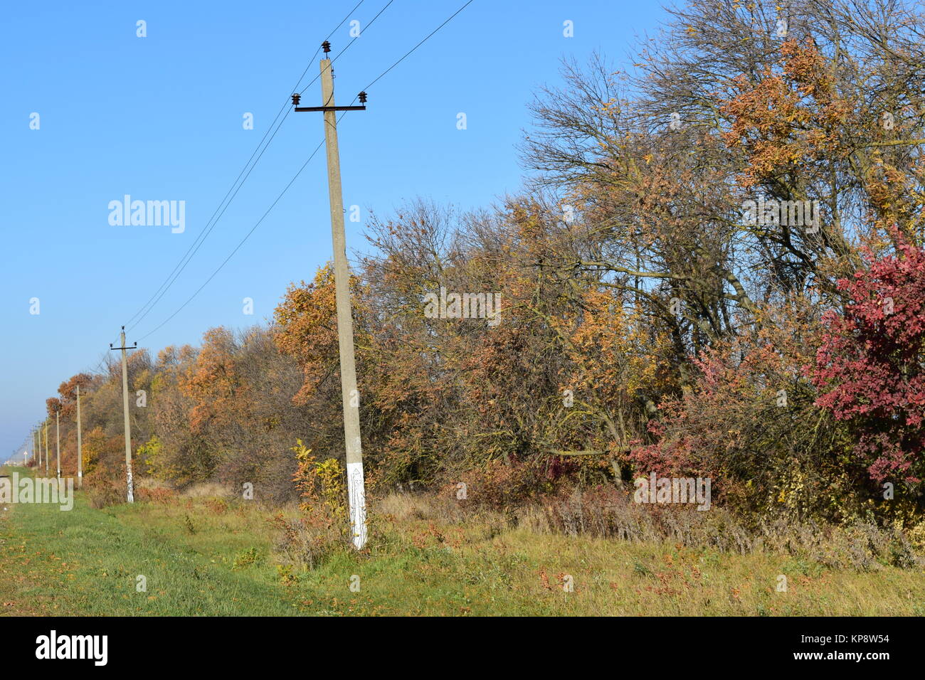 Forest belt from different trees Stock Photo Alamy