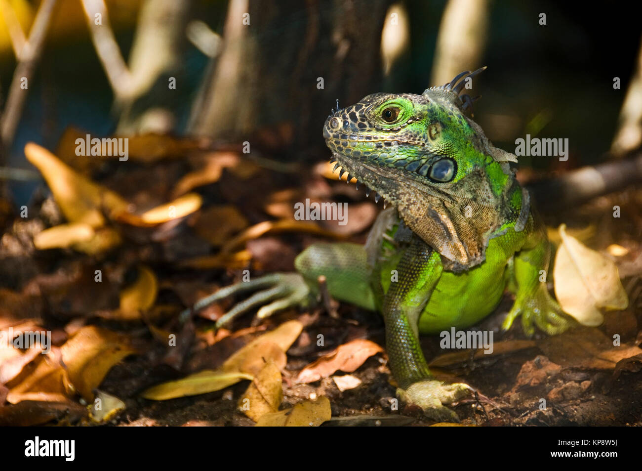 Young iguana lizard in the jungle Stock Photo