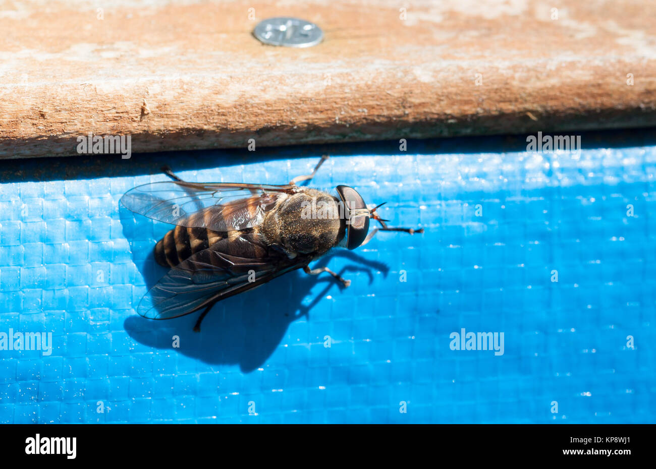 fly / brake / horsefly Stock Photo - Alamy