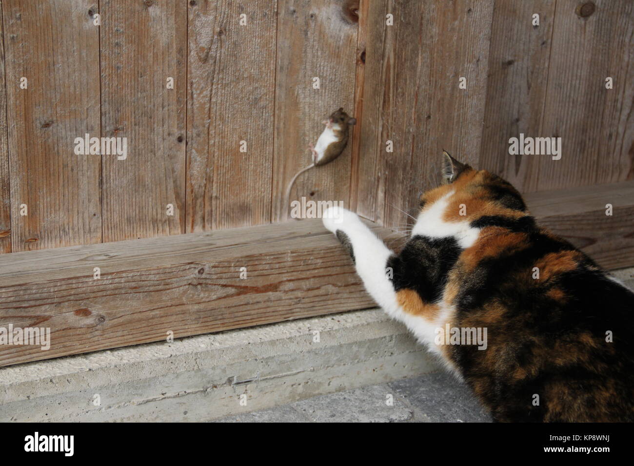 Black angry cat caught a mouse. Predator. Stock Illustration by