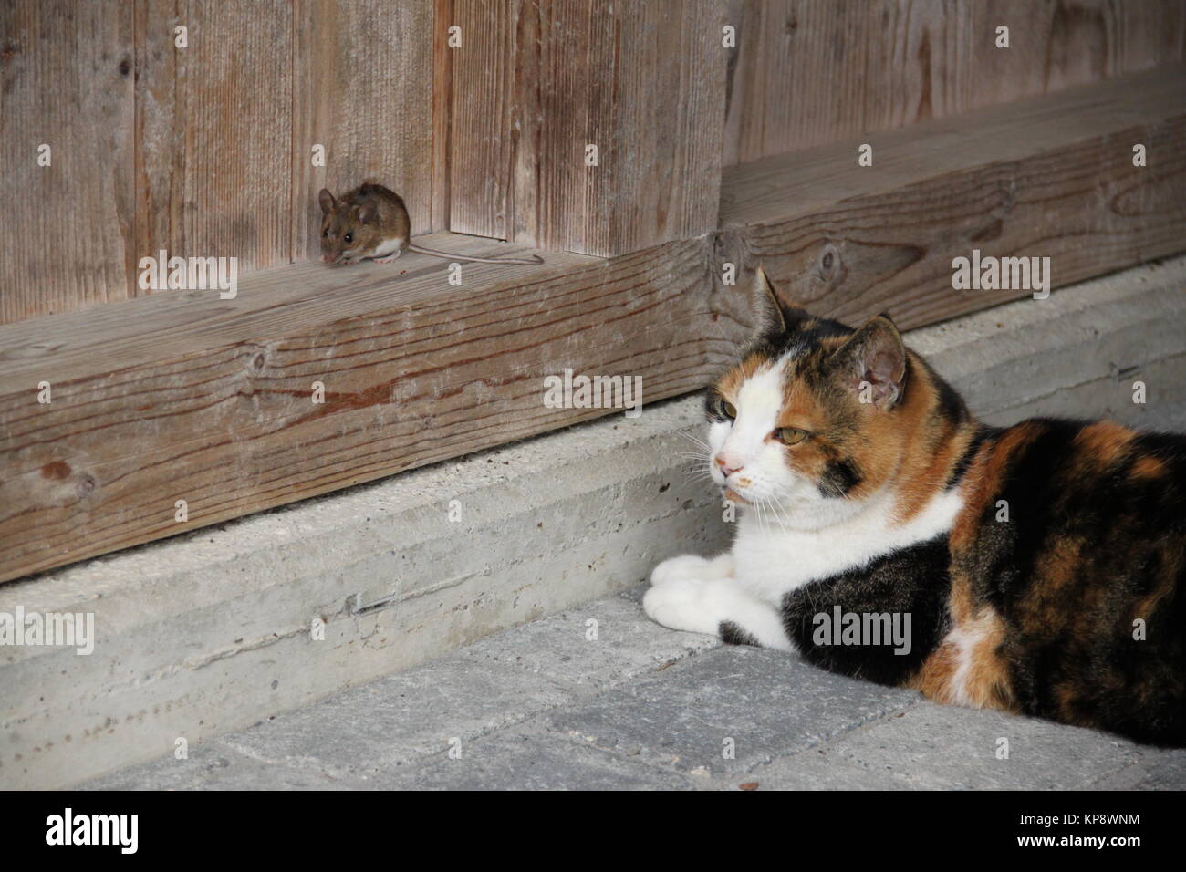 Black angry cat caught a mouse. Predator. Stock Illustration by