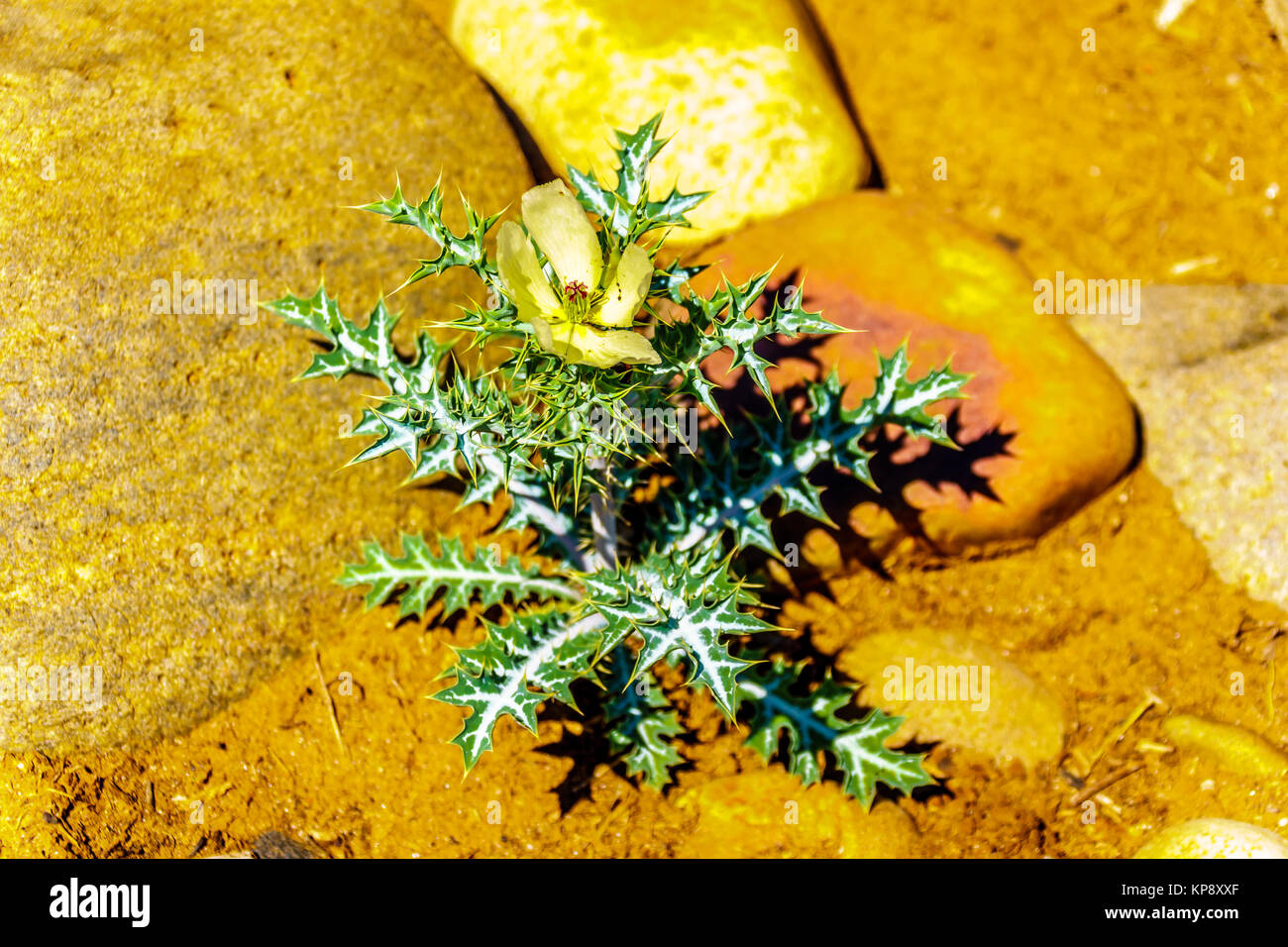 lowering Nettle Plant on the dry river bed of the Olifants River in Kruger National Park in South Africa Stock Photo