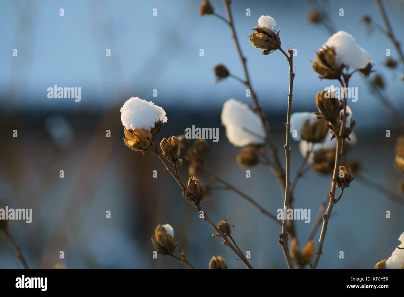 Trockene Hibiskusblüte mit Schneehaube und Licht von der  linken Seite. Stock Photo