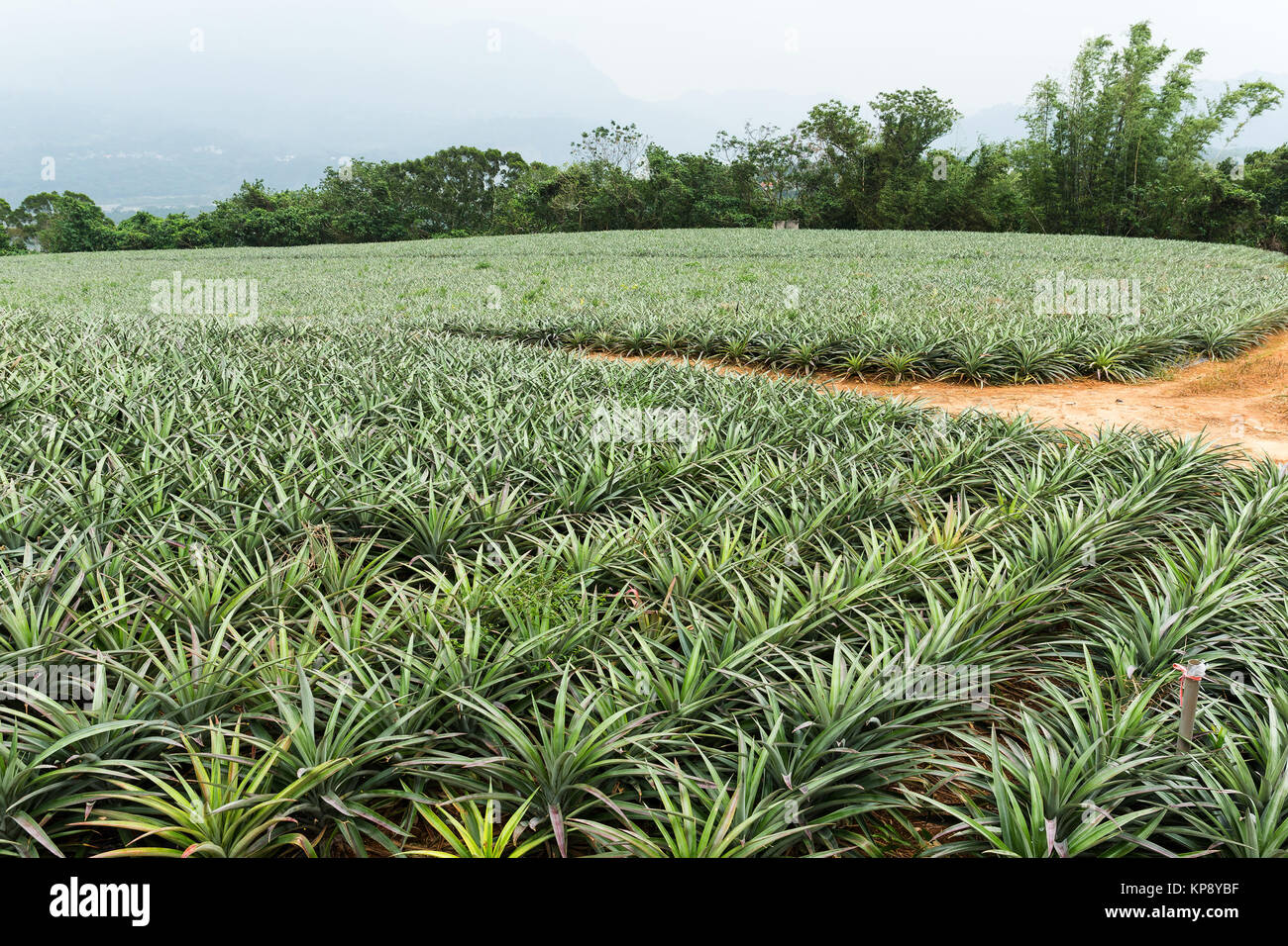 Pineapple fruit farm Stock Photo Alamy