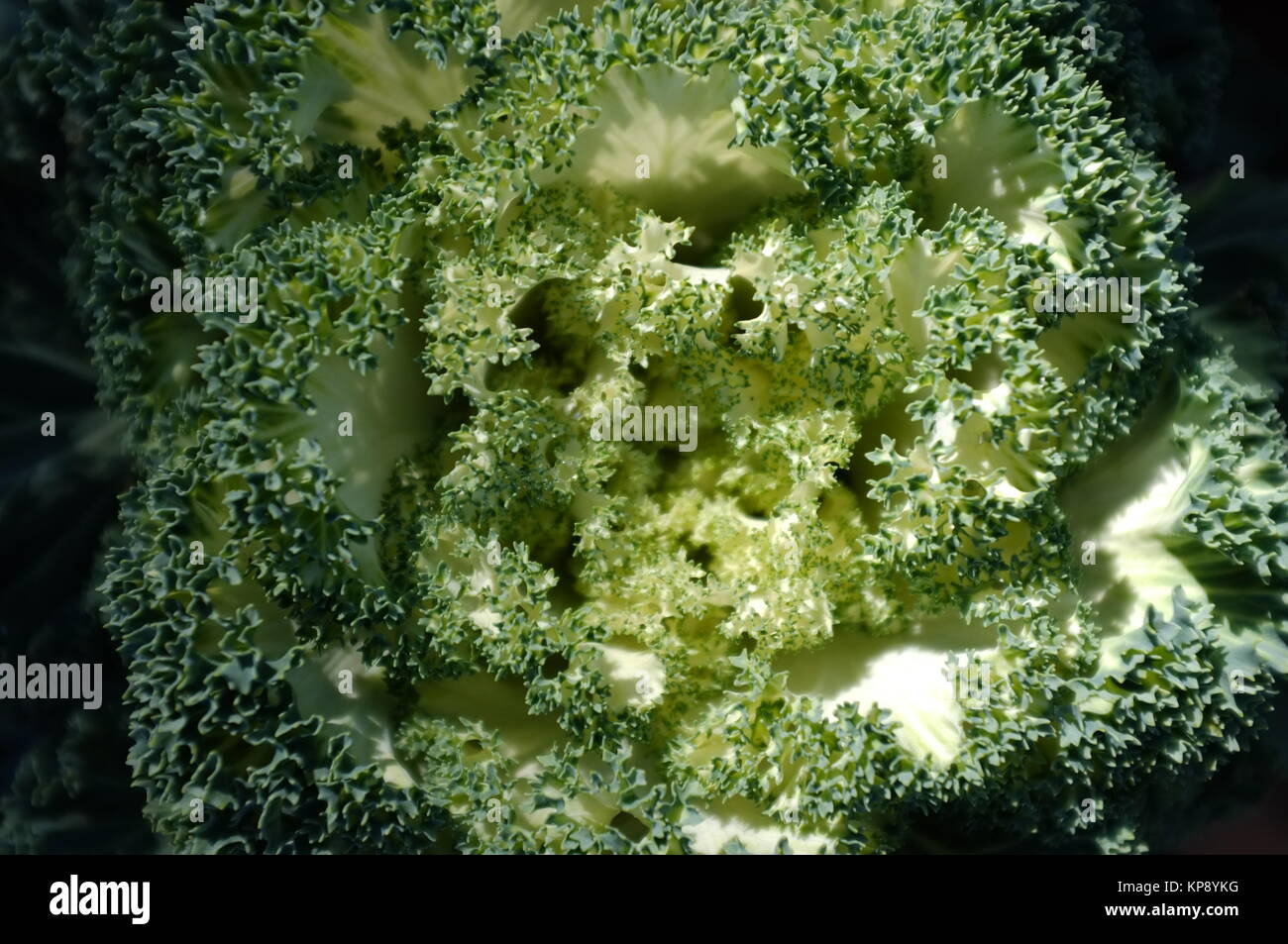 Fresh Collard Greens Stock Photo Alamy