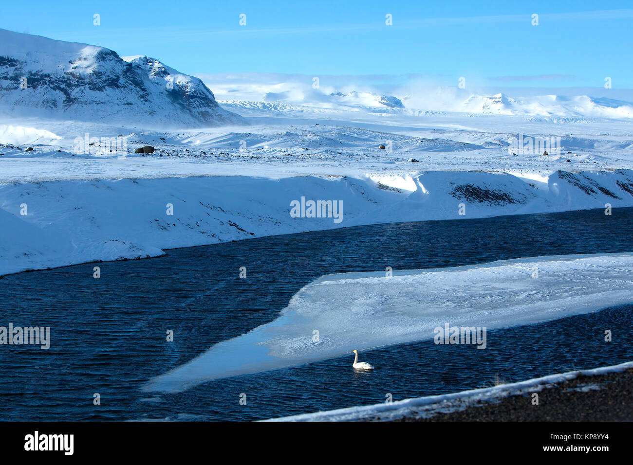 Swan at a frozen lake in wintertime Stock Photo - Alamy