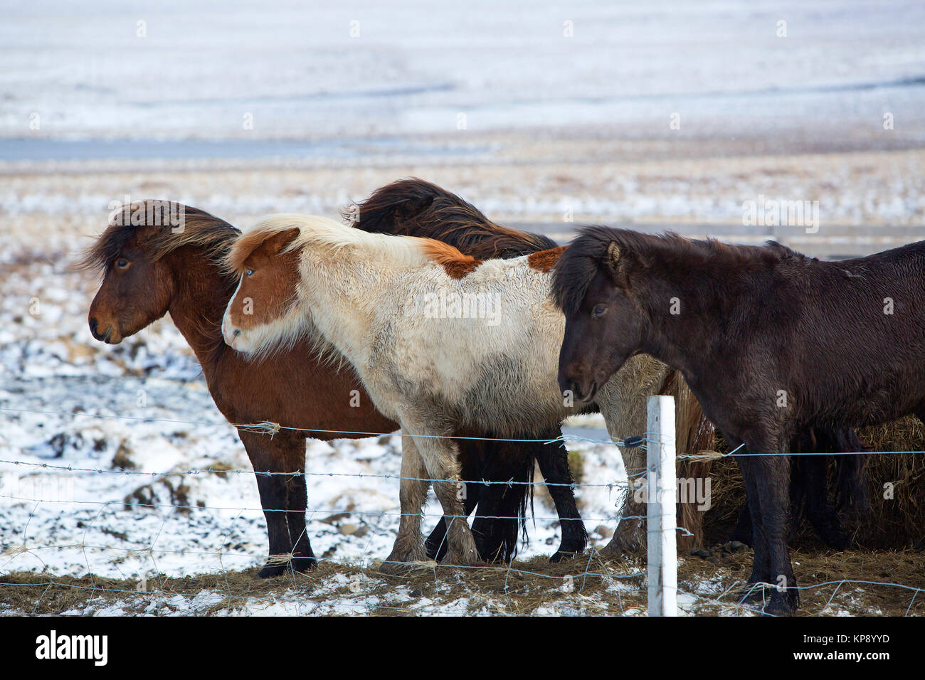 Herd of Icelandic horses in front of snowy mountains Stock Photo