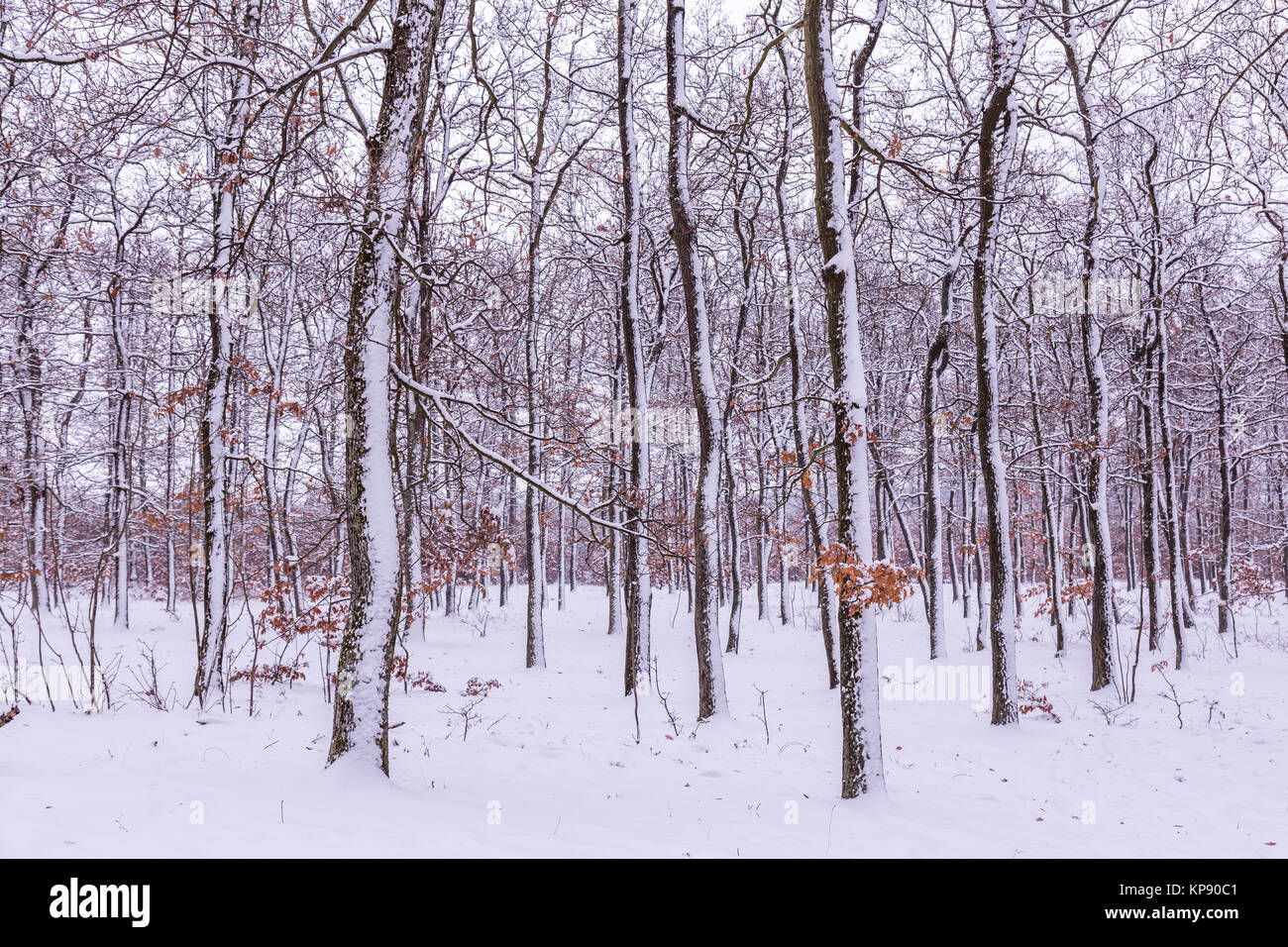 snowy winter on the forest Stock Photo - Alamy