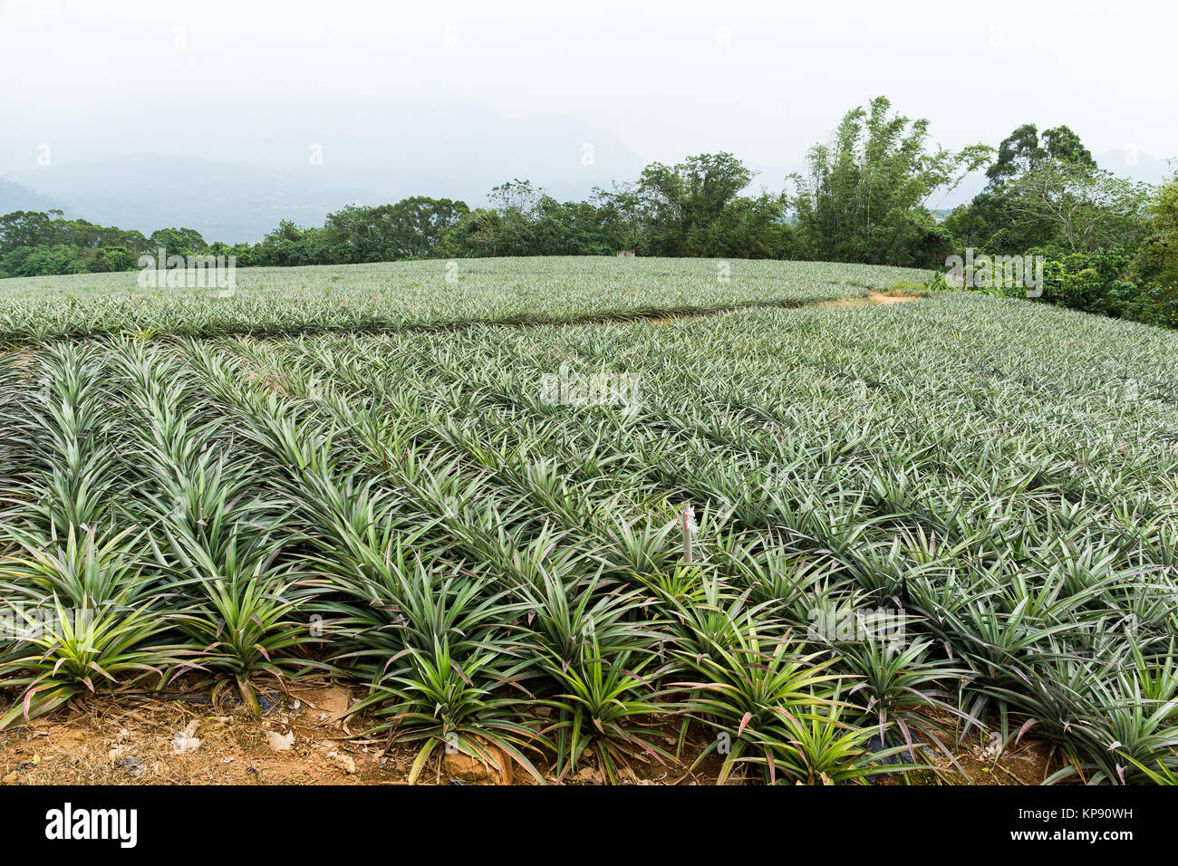 Pineapple field Stock Photo Alamy