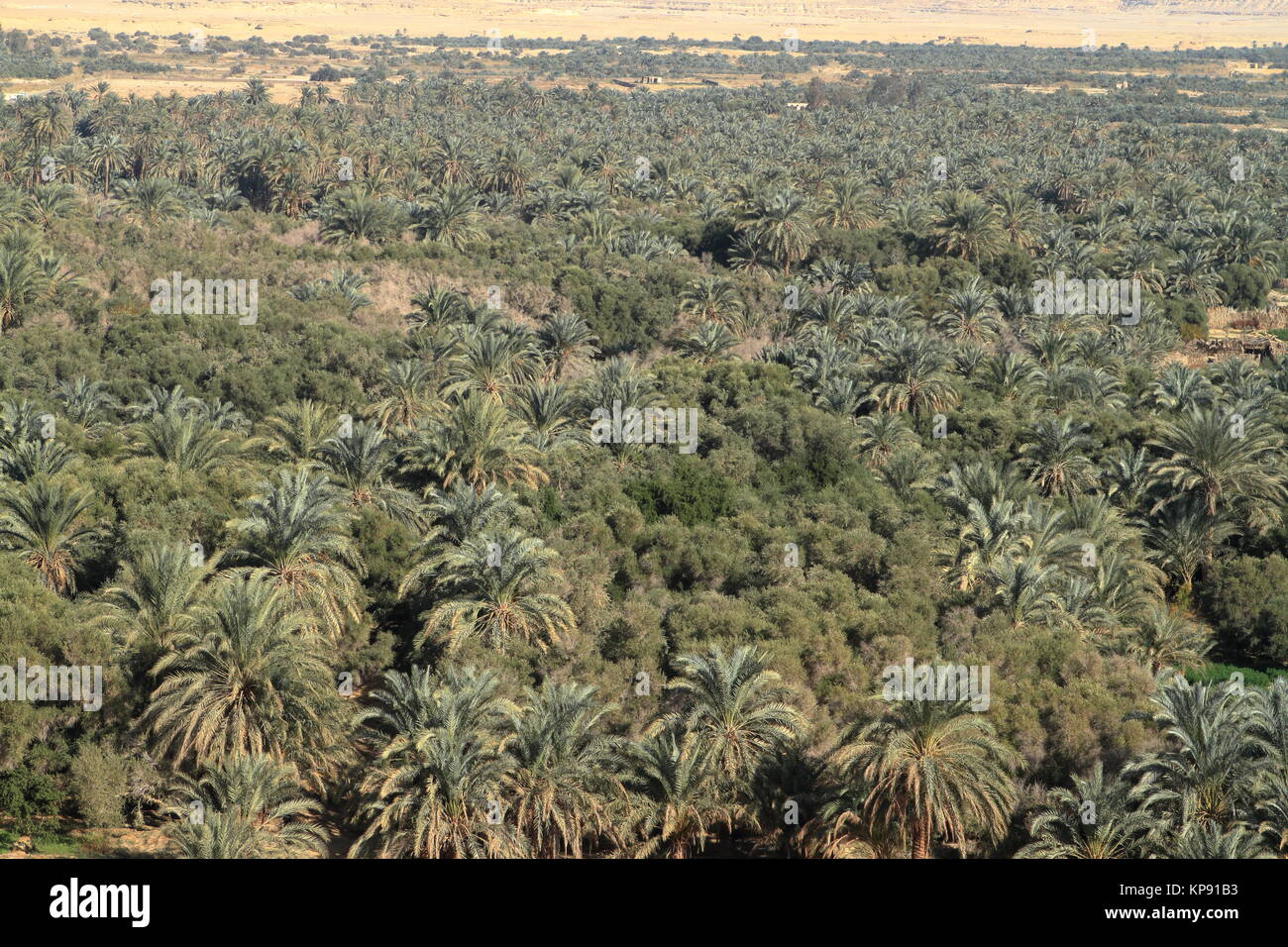 palm forest in the oasis of siwa in egypt Stock Photo Alamy