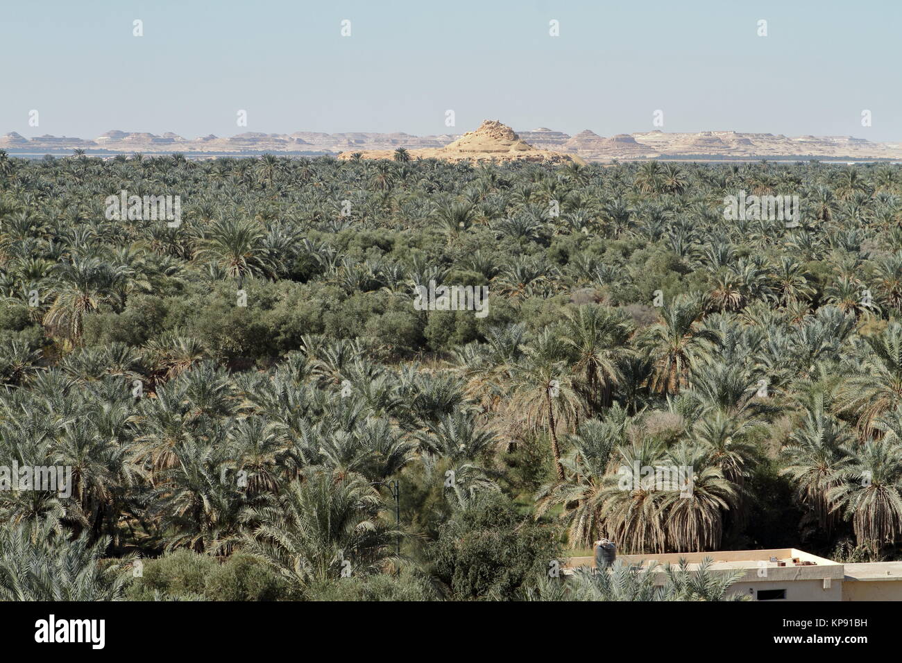 palm forest in the oasis of siwa in egypt Stock Photo Alamy