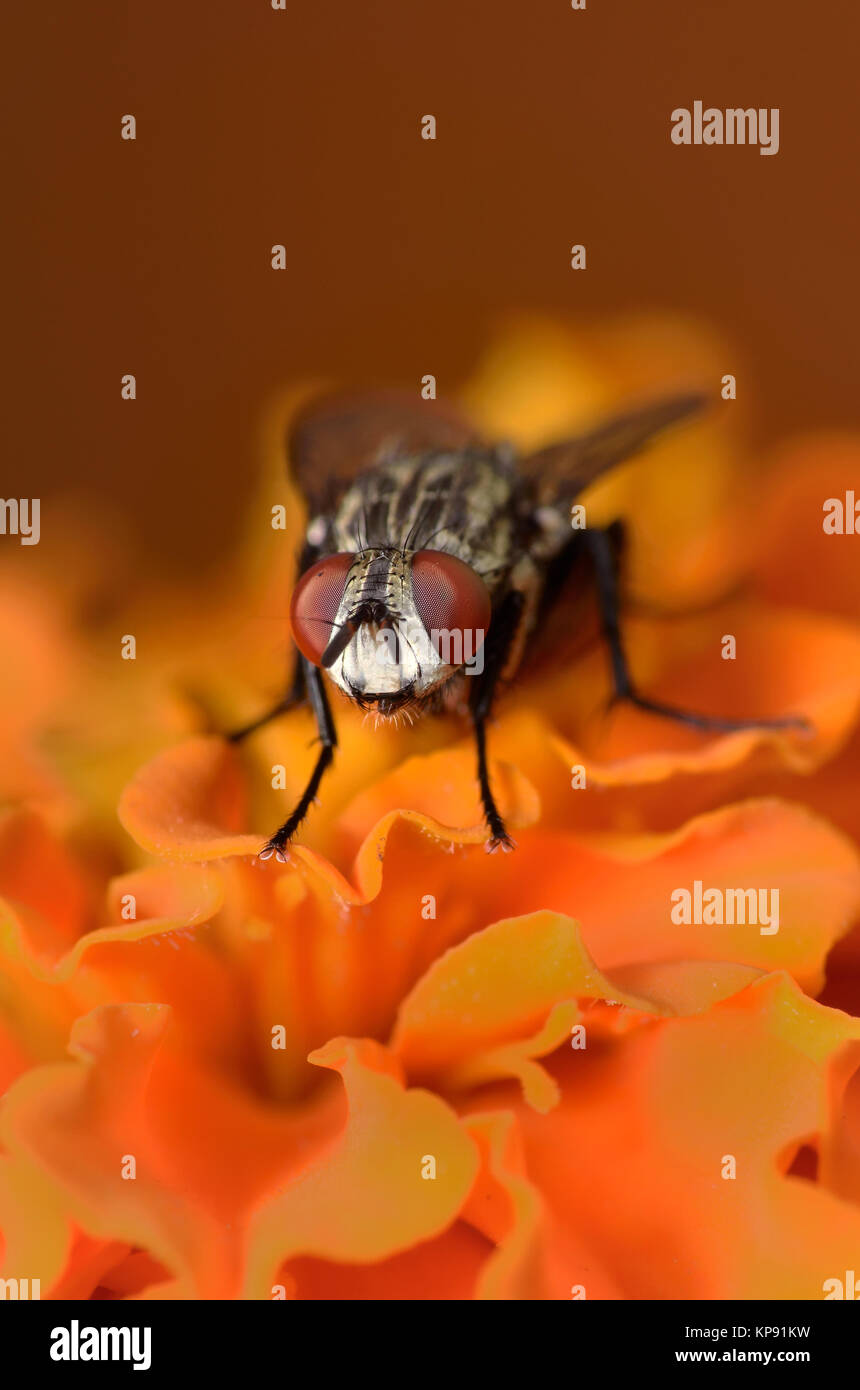 housefly on a merrygold flower Stock Photo