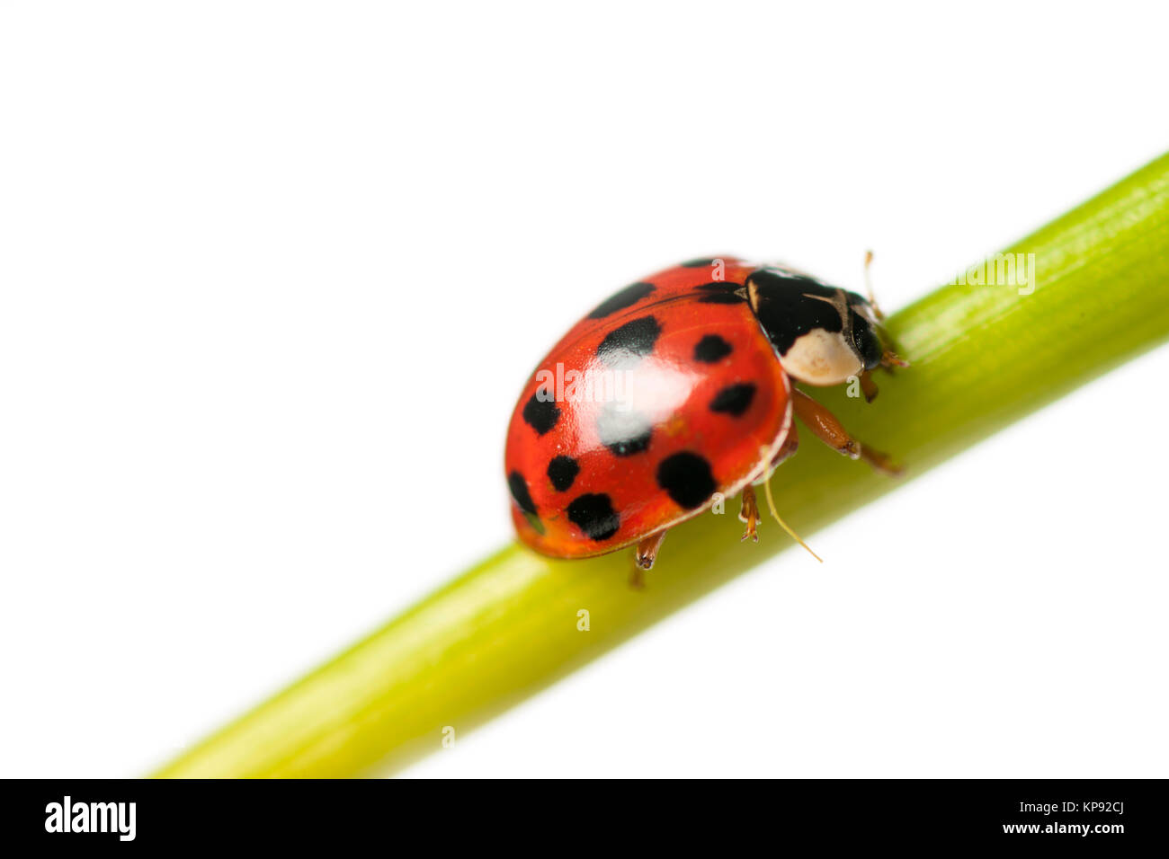 makro-ansicht-eines-mehrfach-gepunkteten-marienkfers-coccinella-auf-KP92CJ.jpg