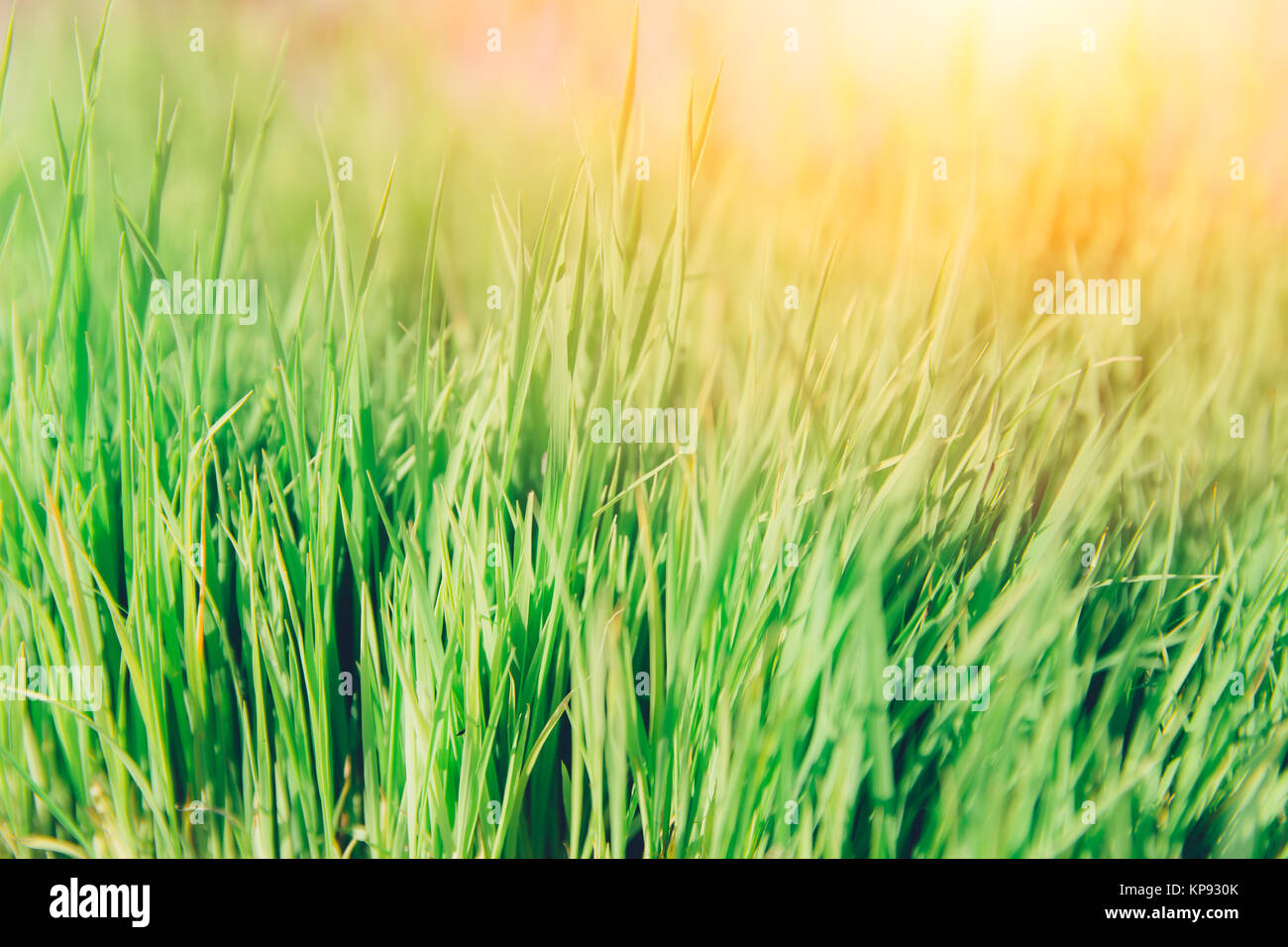 bright green grass nature background vintage light color tone Stock Photo -  Alamy