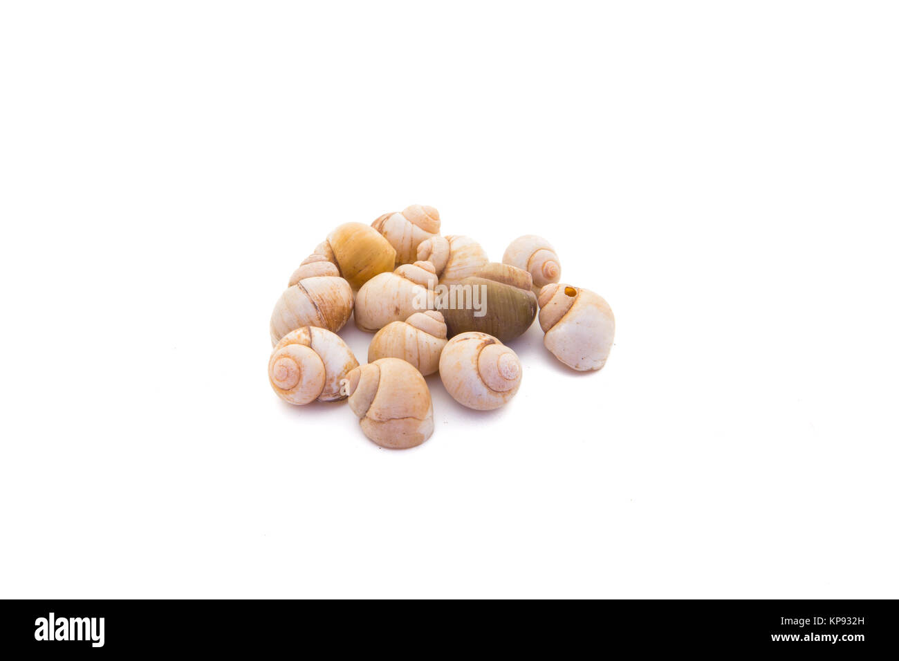 sea shell from ocean isolated on white background Stock Photo