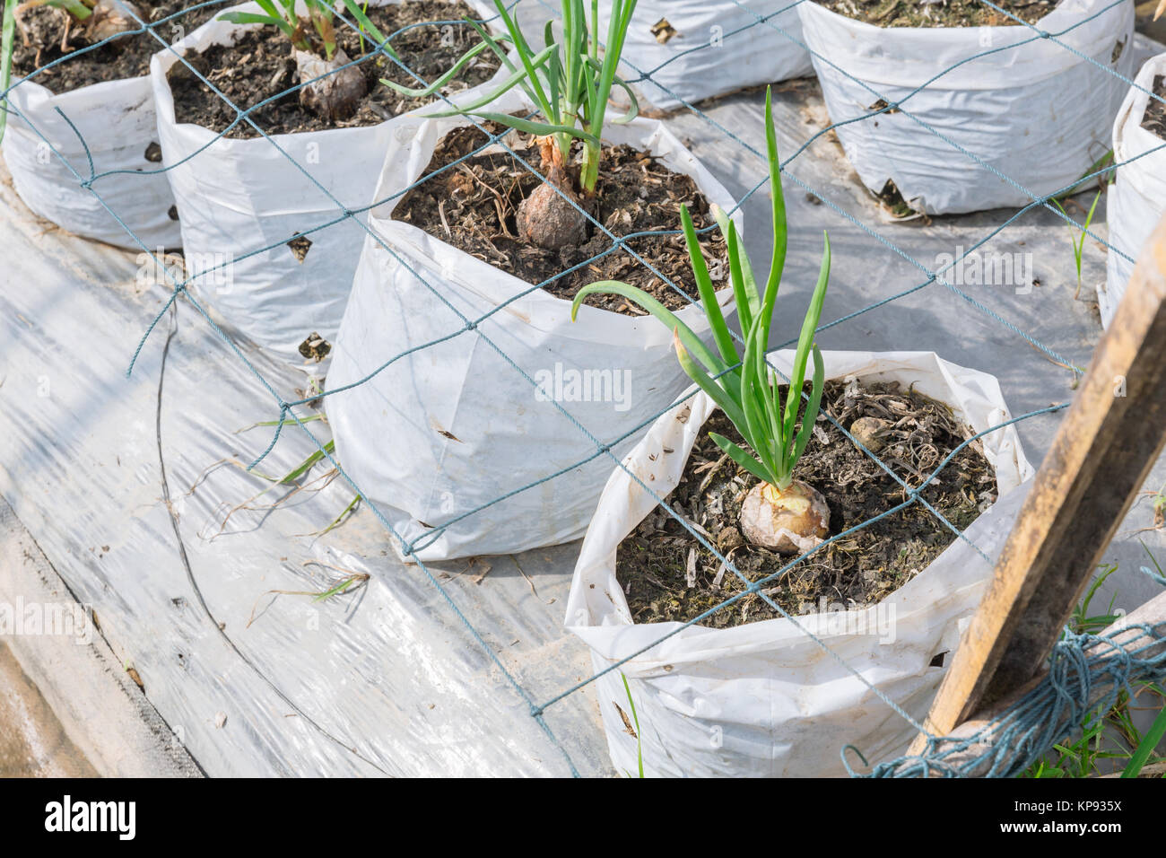 Onion sprout grown row planting in agriculture farm field Stock Photo