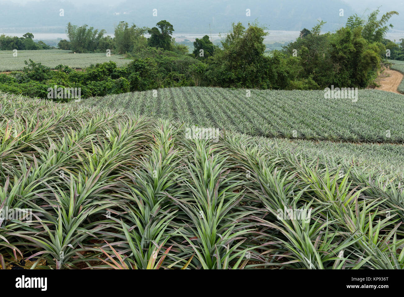 Pineapple farm in Taiwan Stock Photo Alamy