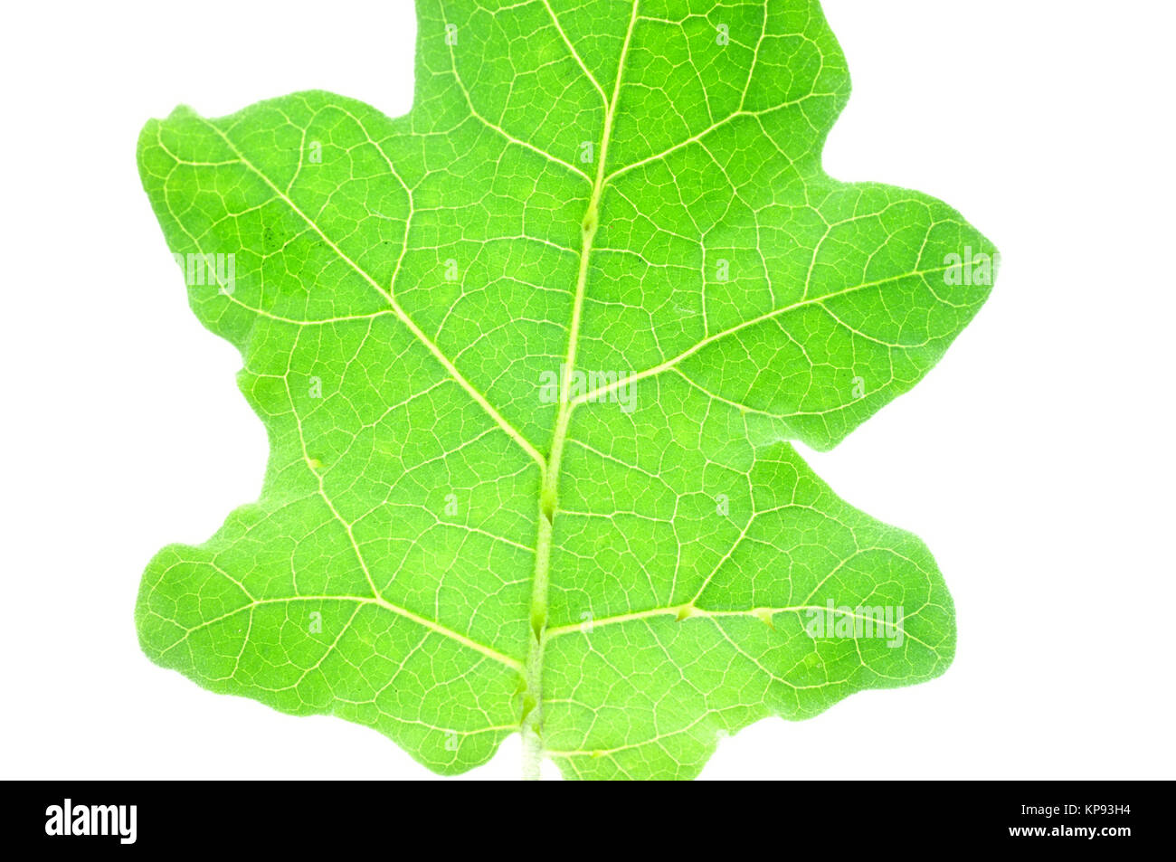 Eggplant leaves isolated on a white background Stock Photo Alamy