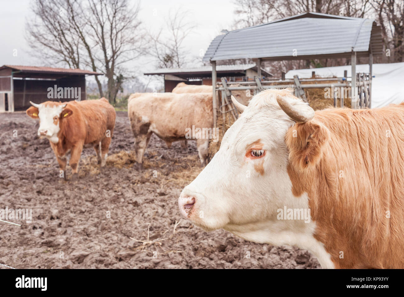 Cows eat straw and hay in the barn of the farm in the countryside Stock Photo Alamy