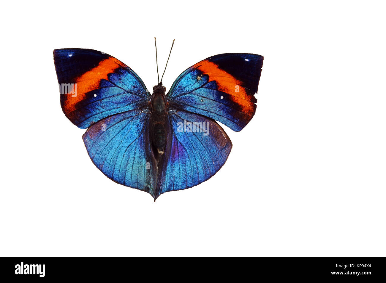 indian journal butterfly - blue,red and black butterflies from asia Stock Photo