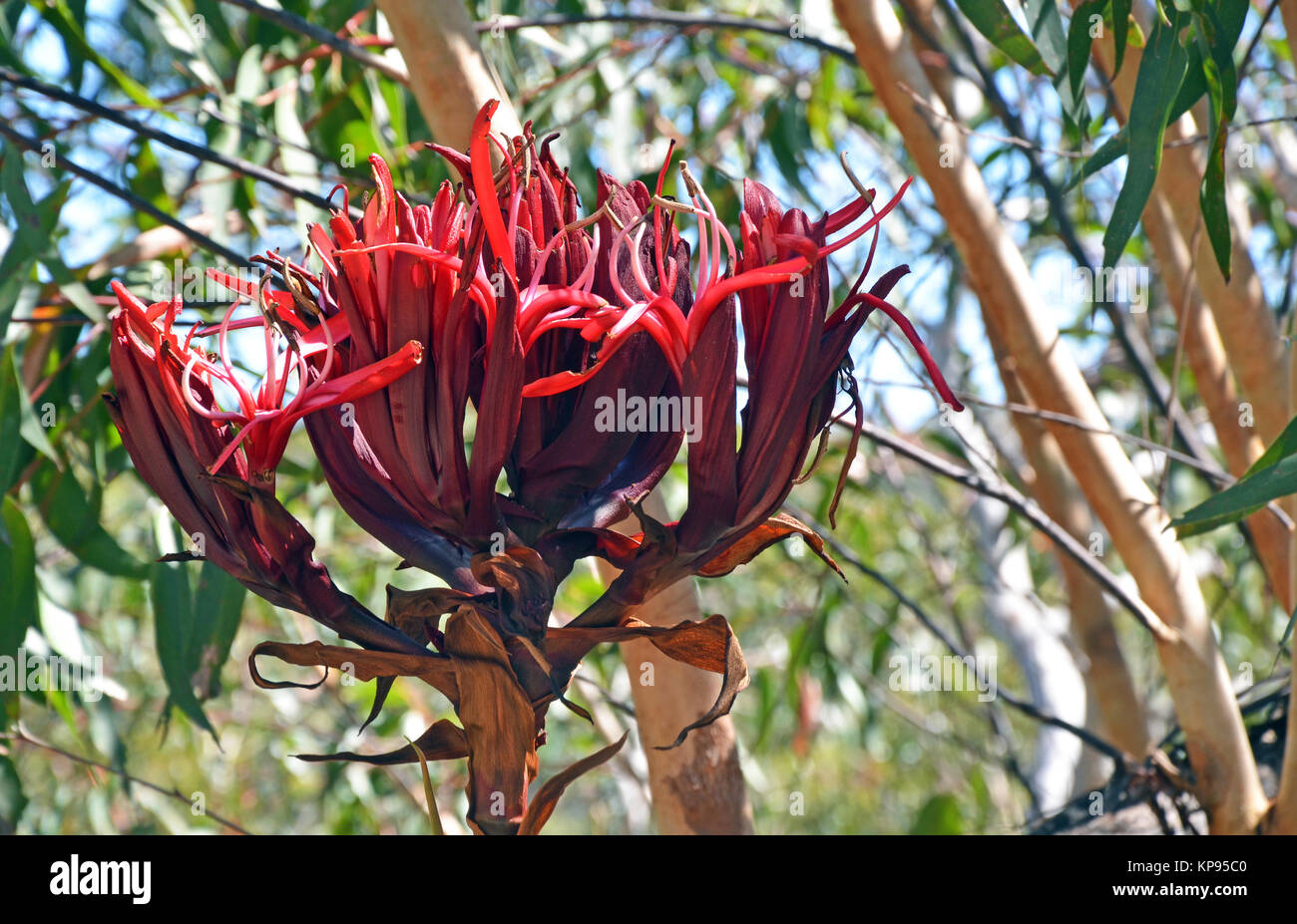 Gymea lily hires stock photography and images Alamy