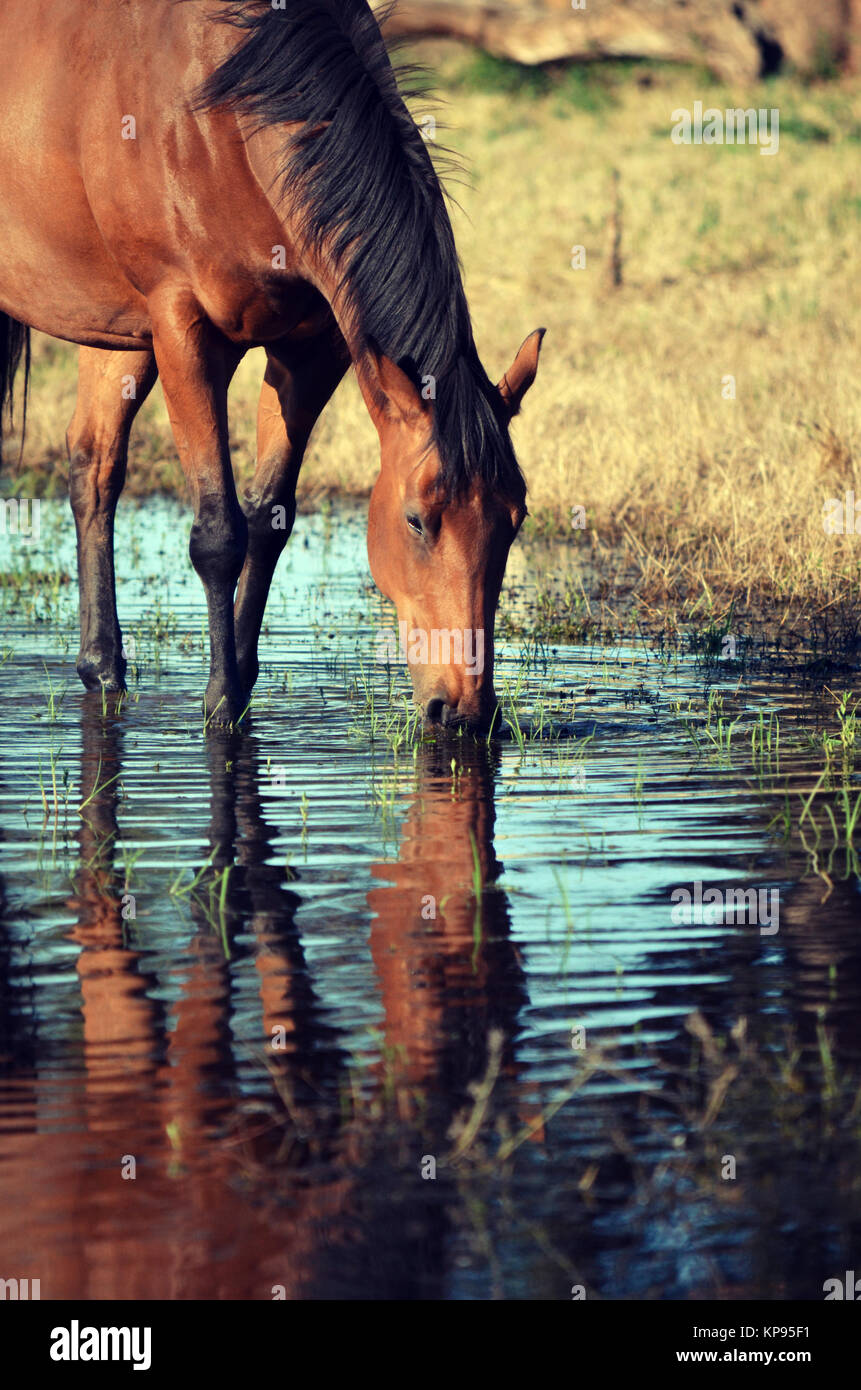 Bay coloured horse drinking from and reflected in a watering hole in