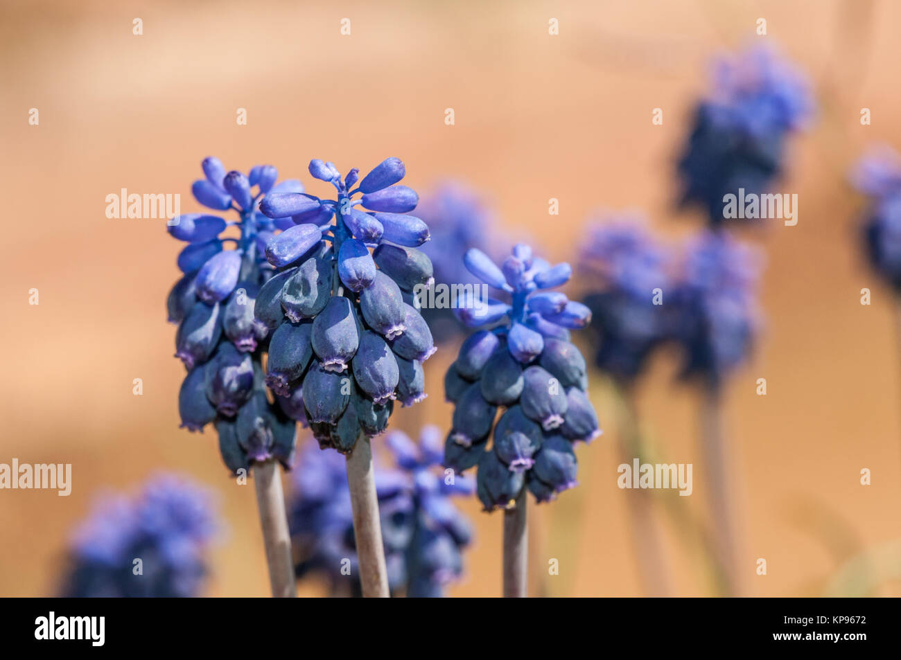 close-up view of common grape hyacinth, Muscari neglectum Stock Photo