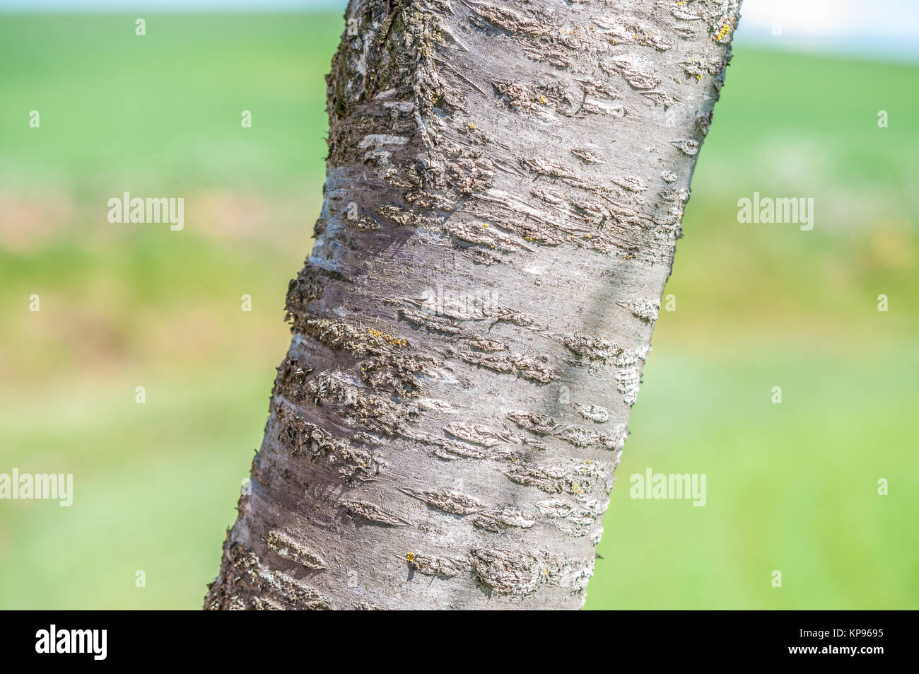close-up view of the bark of the cherry tree, Prunus cerasus, and a green background. Santpedor, Catalonia, Spain Stock Photo