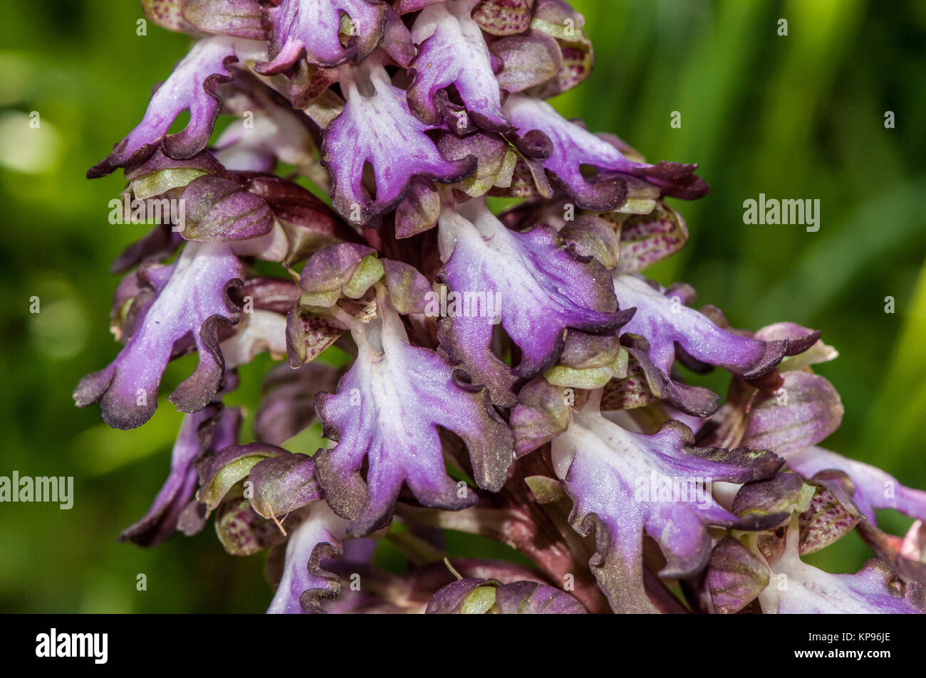 ベース ESP Original Series -AMAZE-CTM-SL5- Bracteas hi-res stock photography and images - Alamy