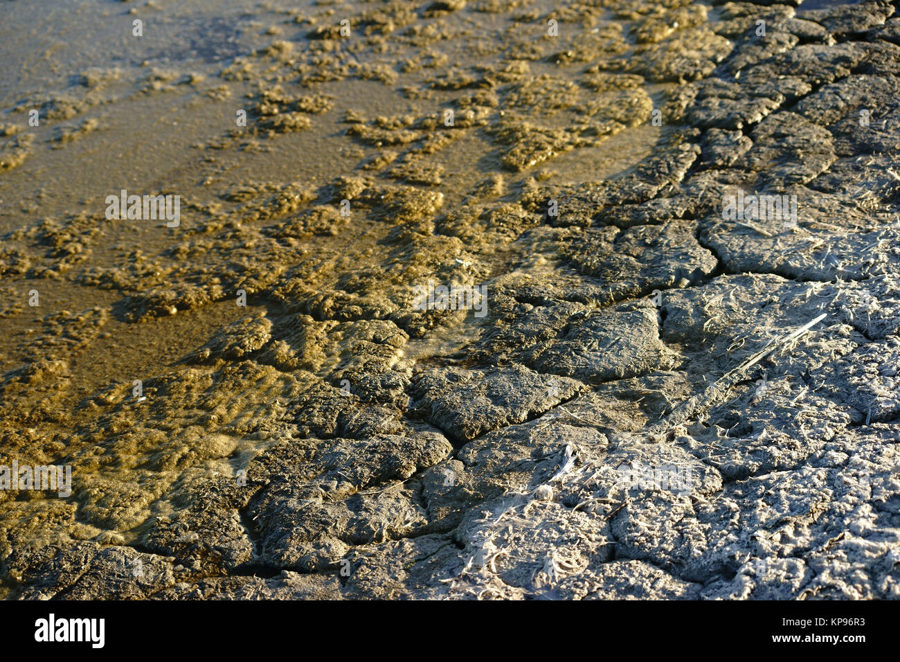 Die Nahaufnahme von brüchiger und mit Chemikalien und Kot durchsetzter Erde am Salton Sea in Kalifornien aufgrund von Umweltverschmutzung und Überdüngung. Stock Photo