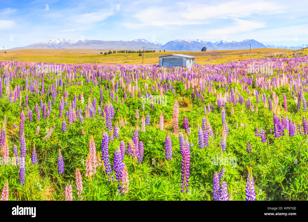 Idyllic Panorama Landscape View of Lupin Field near Lake Tekapo, New Zealand. Beautiful and