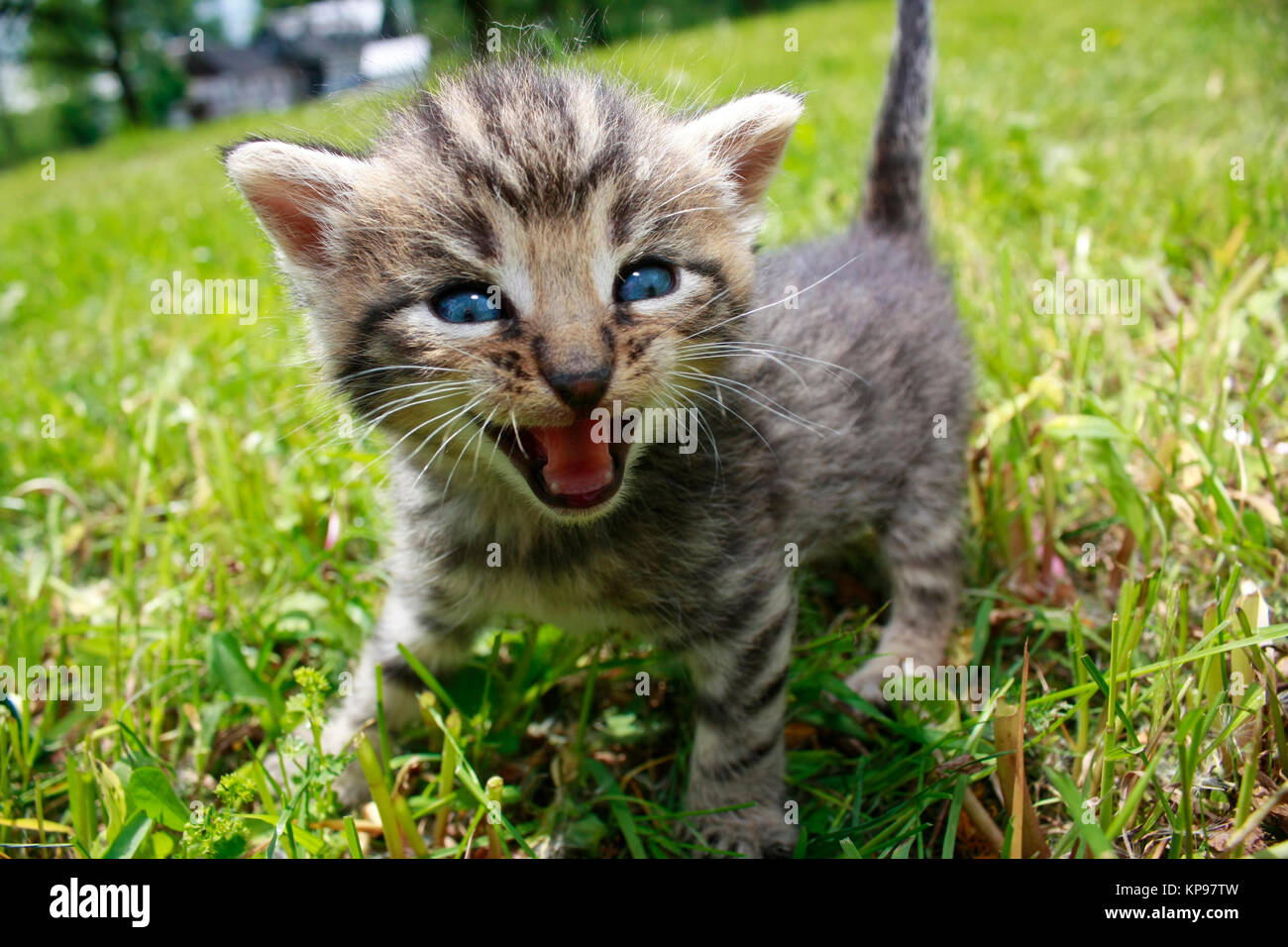 playing kittens on green meadow Stock Photo