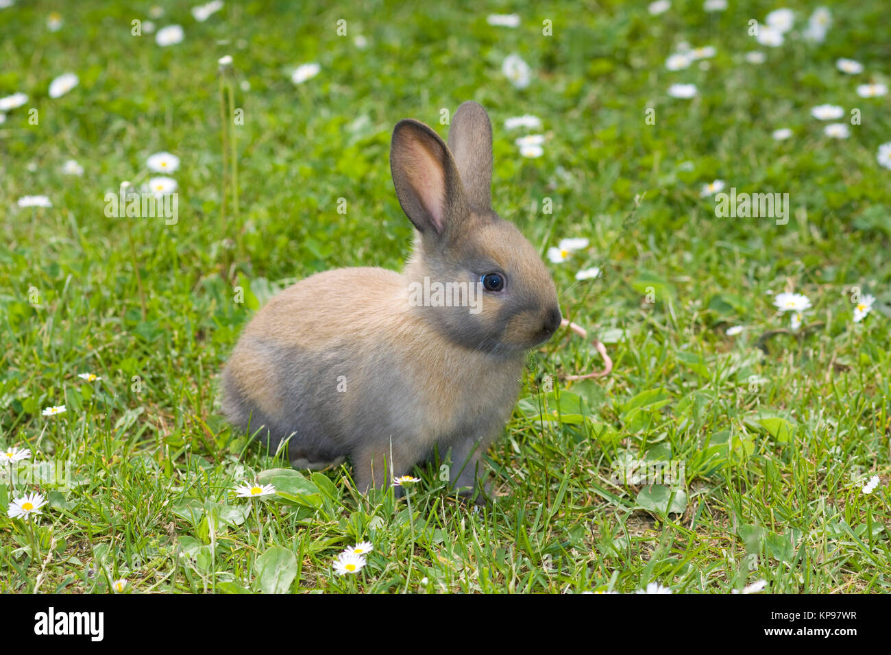 Hasen im Frühjahr Stock Photo Alamy