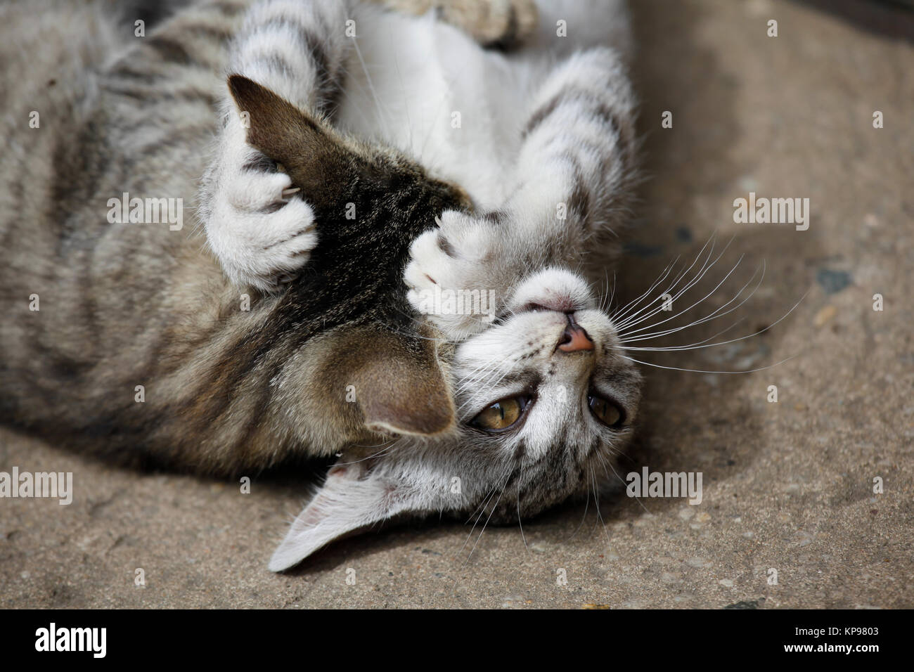 Spielende Katzen in der Natur, Katzenporträts Stock Photo - Alamy